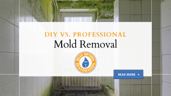 6 Differences in DIY vs. Professional Mold Clean Up