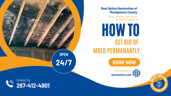 How to Get Rid of Mold Permanently: Your Guide to a Mold-Free Home